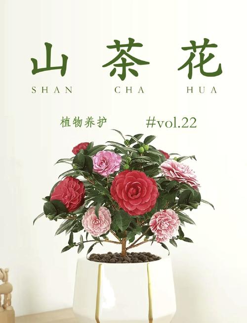 山茶花开花时怎么浇水？山茶花花期怎么浇水？-第5张图片-优品飞百科