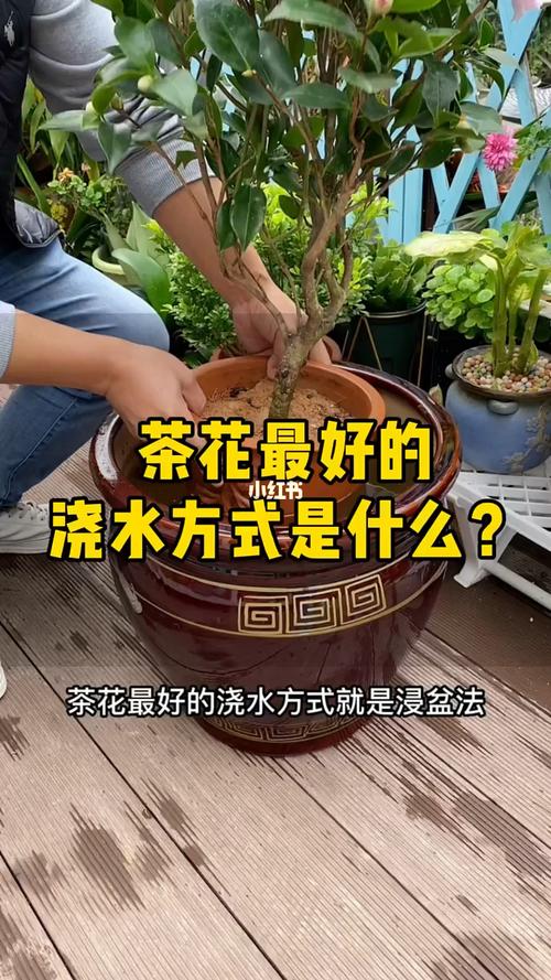 山茶花开花时怎么浇水？山茶花花期怎么浇水？-第6张图片-优品飞百科