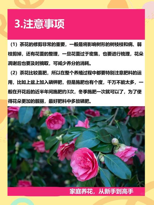 山茶花开花时怎么浇水？山茶花花期怎么浇水？-第7张图片-优品飞百科