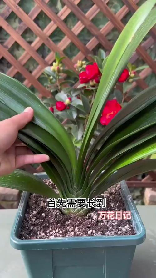 君子兰怎么养才能开花?君子兰怎么养才能开花开花有什么兆头?-第2张图片-优品飞百科 君子兰怎么养才能开花?君子兰怎么养才能开花开花有什么兆头?-第2张图片-优品飞百科