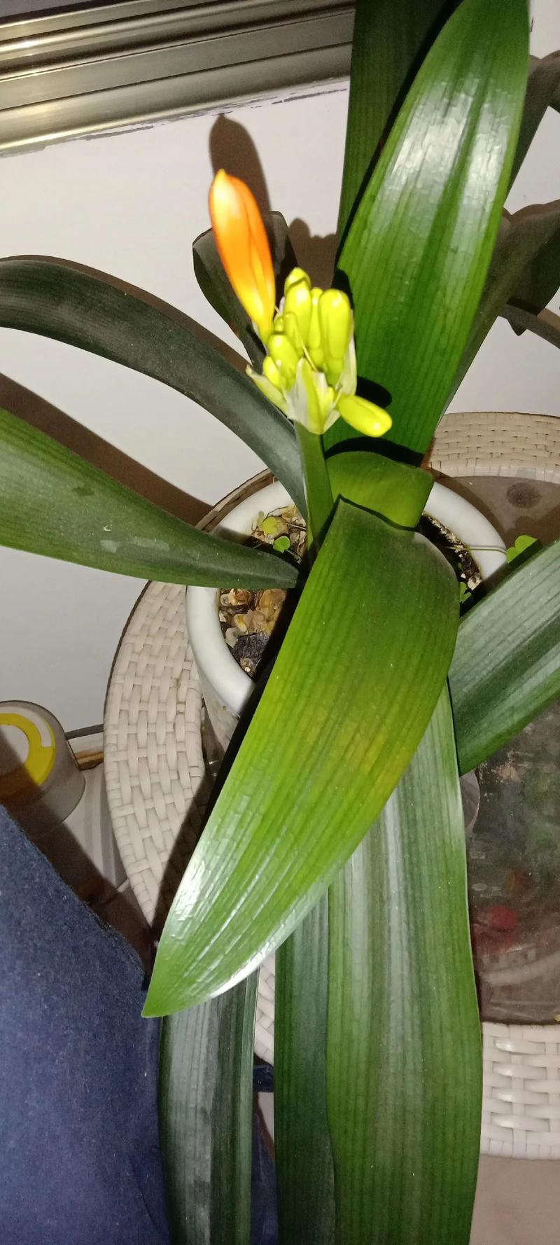 君子兰怎么养才能开花?君子兰怎么养才能开花开花有什么兆头?-第3张图片-优品飞百科 君子兰怎么养才能开花?君子兰怎么养才能开花开花有什么兆头?-第3张图片-优品飞百科