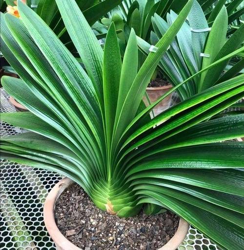 君子兰怎么养才能开花?君子兰怎么养才能开花开花有什么兆头?-第5张图片-优品飞百科 君子兰怎么养才能开花?君子兰怎么养才能开花开花有什么兆头?-第5张图片-优品飞百科