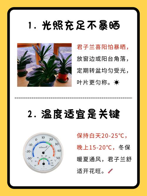 君子兰怎么养才能开花?君子兰怎么养才能开花开花有什么兆头?-第6张图片-优品飞百科 君子兰怎么养才能开花?君子兰怎么养才能开花开花有什么兆头?-第6张图片-优品飞百科