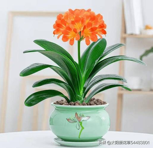 君子兰怎么养才能开花?君子兰怎么养才能开花开花有什么兆头?-第7张图片-优品飞百科 君子兰怎么养才能开花?君子兰怎么养才能开花开花有什么兆头?-第7张图片-优品飞百科