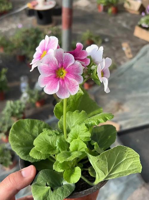 四季樱草种子怎么种，四季樱草花种子图片-第1张图片-优品飞百科