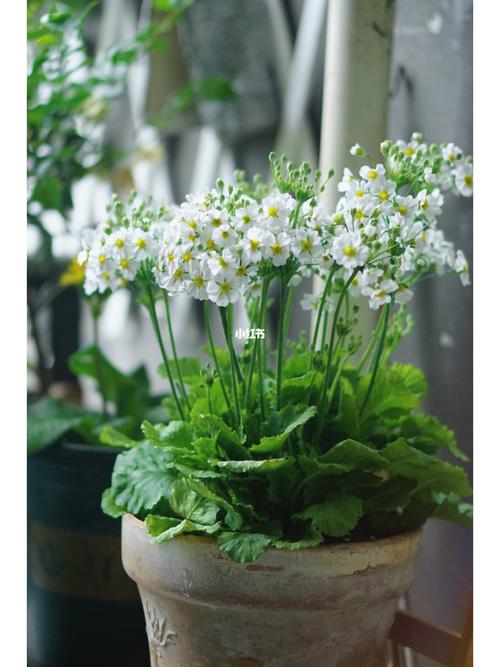 四季樱草种子怎么种，四季樱草花种子图片-第4张图片-优品飞百科