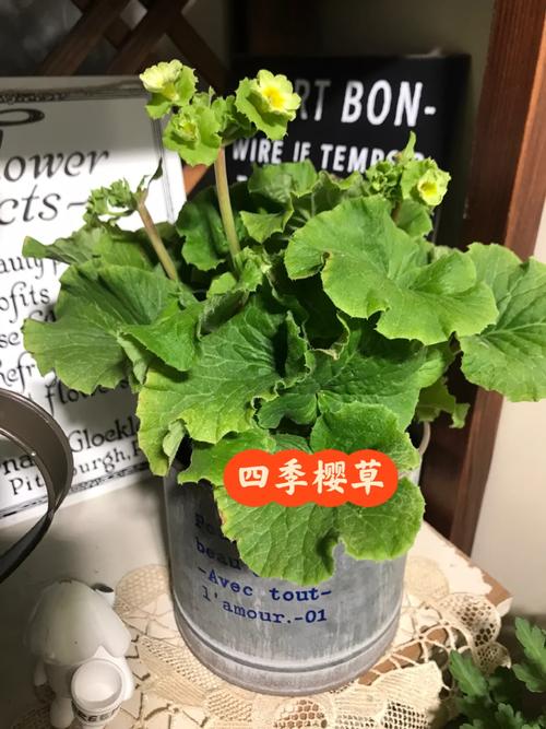 四季樱草种子怎么种，四季樱草花种子图片-第5张图片-优品飞百科