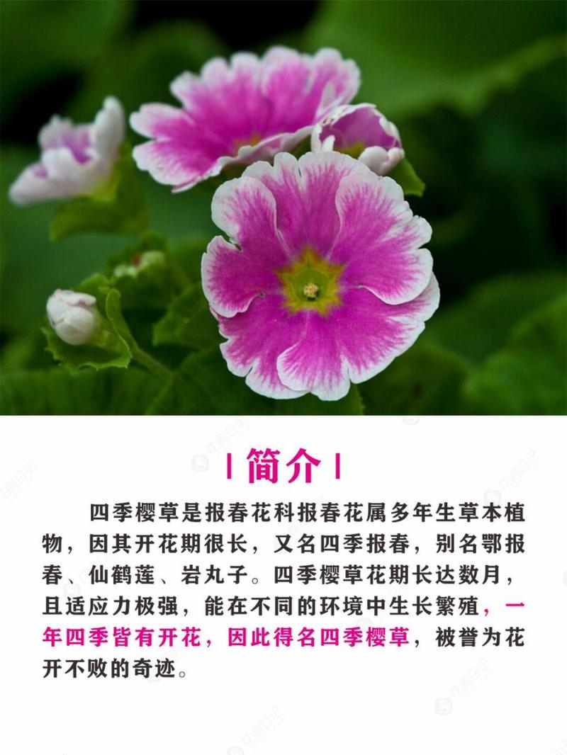 四季樱草种子怎么种，四季樱草花种子图片-第7张图片-优品飞百科