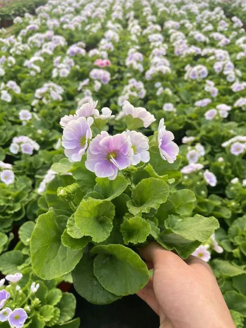 四季樱草种子怎么种，四季樱草花种子图片-第6张图片-优品飞百科