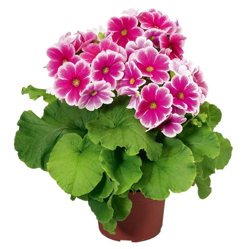 四季樱草种子怎么种，四季樱草花种子图片-第8张图片-优品飞百科