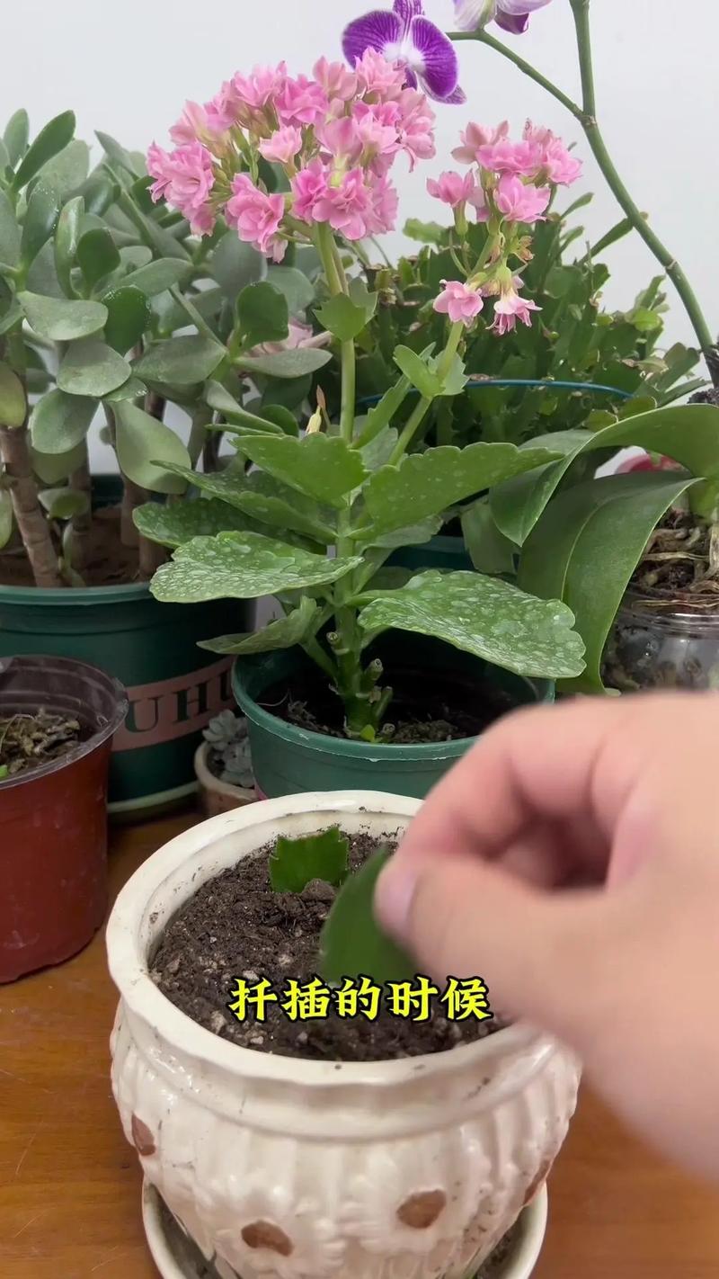 蟹爪兰小苗怎么培育?蟹爪兰小苗怎么修剪?-第2张图片-优品飞百科 蟹爪兰小苗怎么培育?蟹爪兰小苗怎么修剪?-第2张图片-优品飞百科