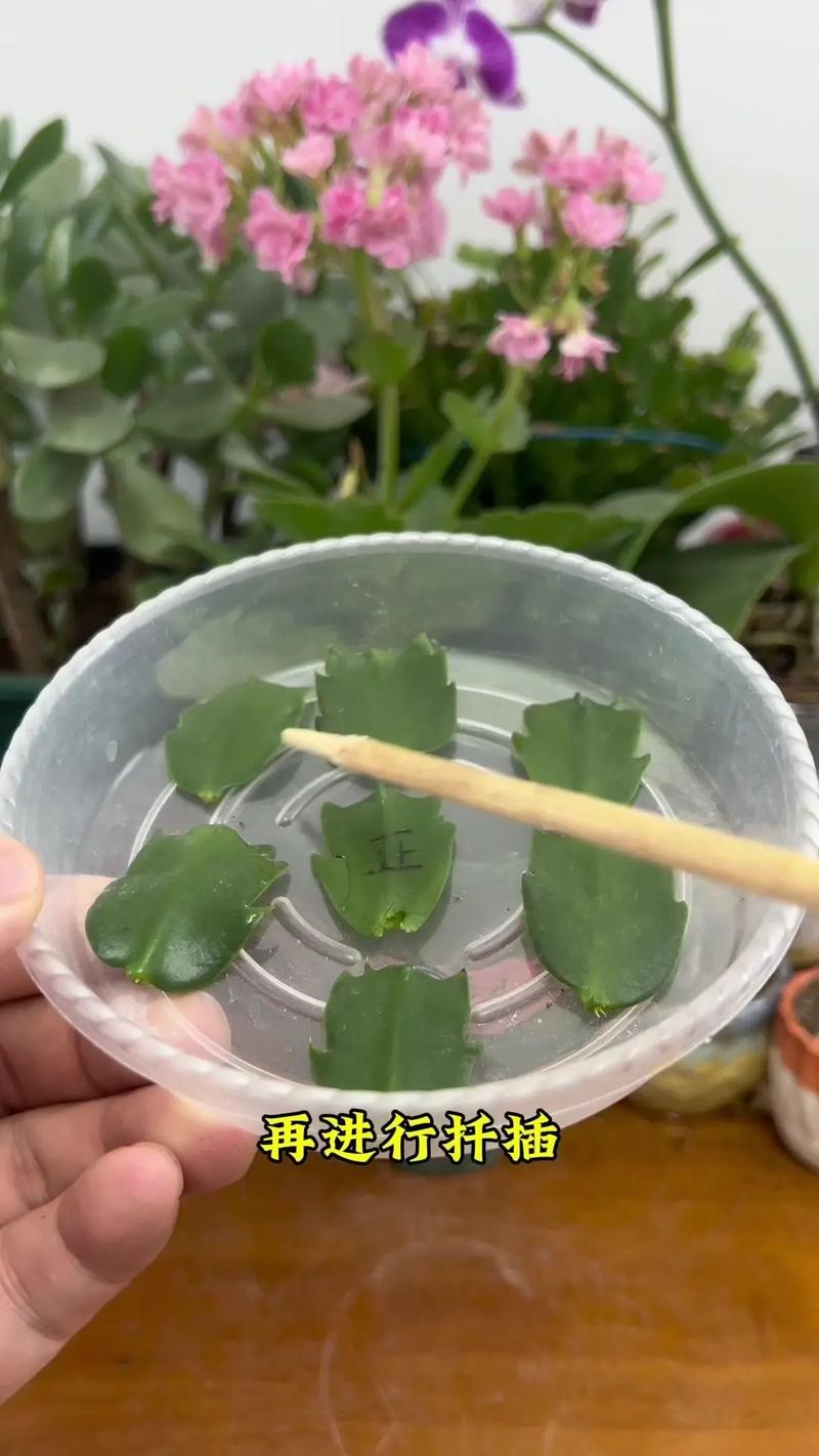 蟹爪兰小苗怎么培育?蟹爪兰小苗怎么修剪?-第4张图片-优品飞百科 蟹爪兰小苗怎么培育?蟹爪兰小苗怎么修剪?-第4张图片-优品飞百科