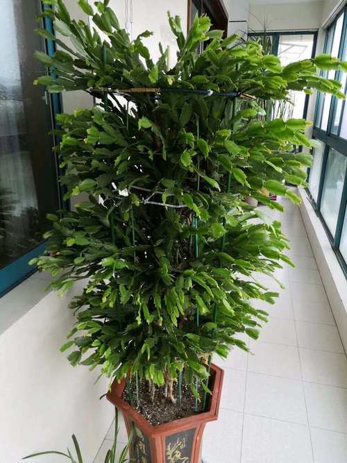 蟹爪兰小苗怎么培育?蟹爪兰小苗怎么修剪?-第5张图片-优品飞百科 蟹爪兰小苗怎么培育?蟹爪兰小苗怎么修剪?-第5张图片-优品飞百科