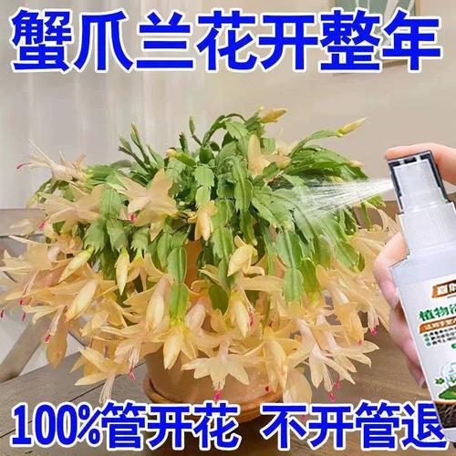 蟹爪兰小苗怎么培育?蟹爪兰小苗怎么修剪?-第6张图片-优品飞百科 蟹爪兰小苗怎么培育?蟹爪兰小苗怎么修剪?-第6张图片-优品飞百科