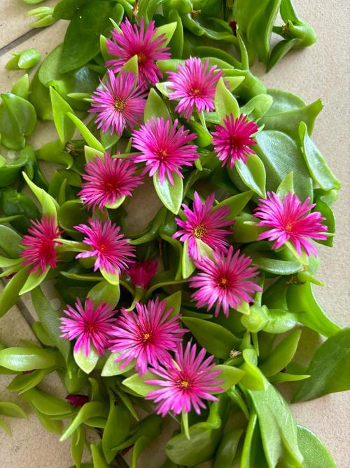 牡丹吊兰秋天怎么养？牡丹吊兰秋天养护 百度网盘？-第2张图片-优品飞百科