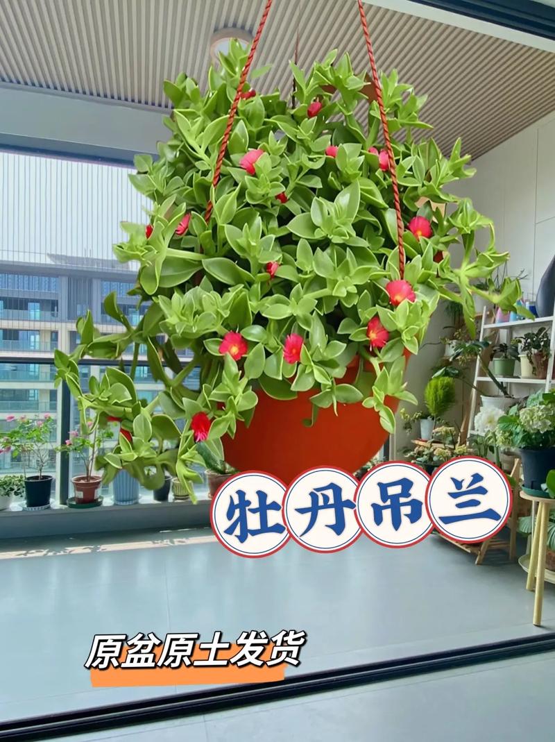 牡丹吊兰秋天怎么养？牡丹吊兰秋天养护 百度网盘？-第3张图片-优品飞百科