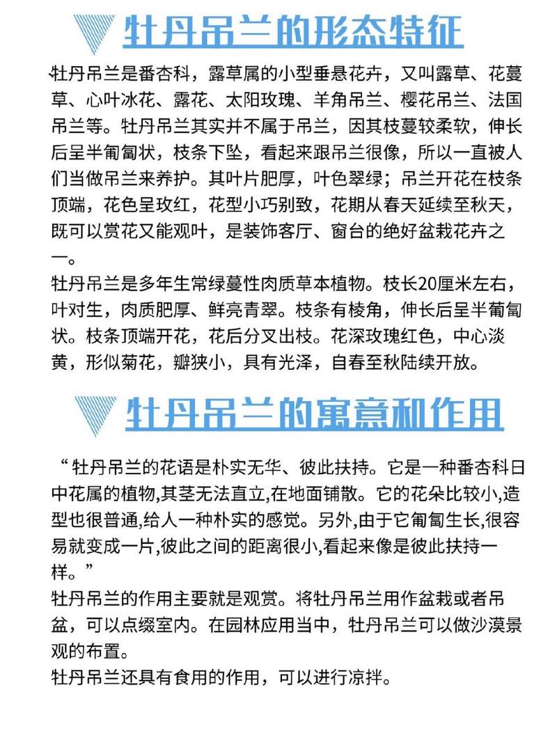 牡丹吊兰秋天怎么养？牡丹吊兰秋天养护 百度网盘？-第4张图片-优品飞百科