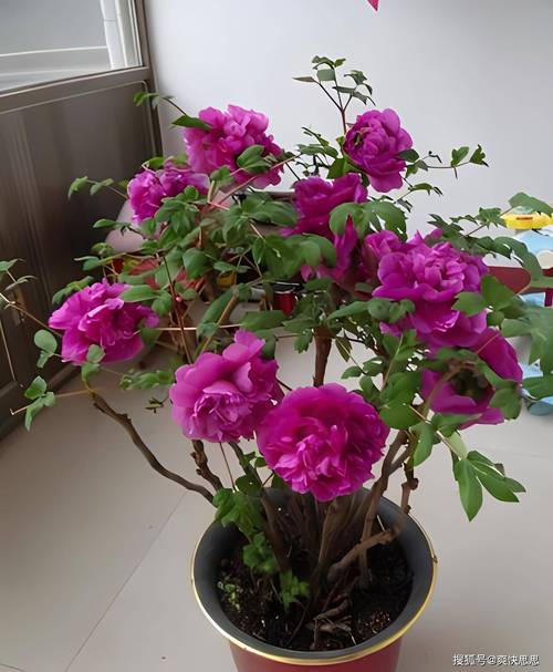 牡丹吊兰秋天怎么养？牡丹吊兰秋天养护 百度网盘？-第5张图片-优品飞百科