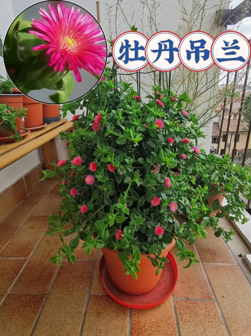 牡丹吊兰秋天怎么养？牡丹吊兰秋天养护 百度网盘？-第6张图片-优品飞百科