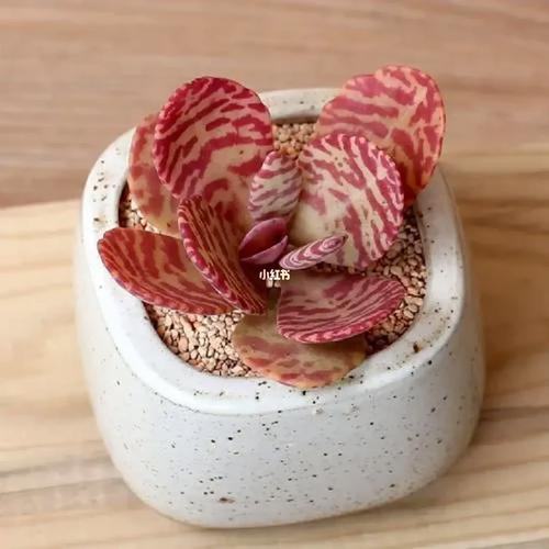 江户紫怎么养，多肉植物江户紫的养护方法？-第2张图片-优品飞百科