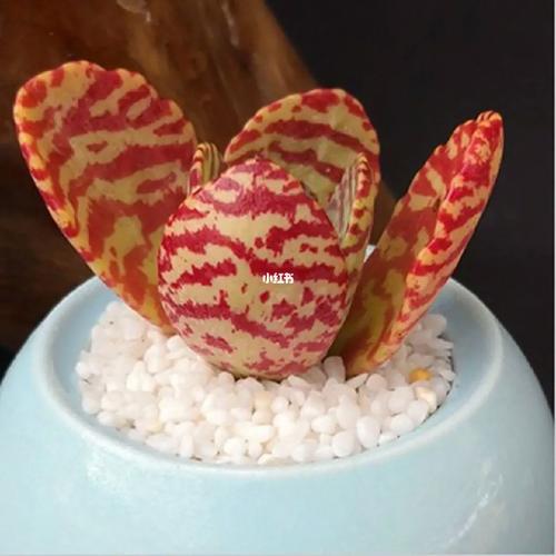 江户紫怎么养，多肉植物江户紫的养护方法？-第3张图片-优品飞百科