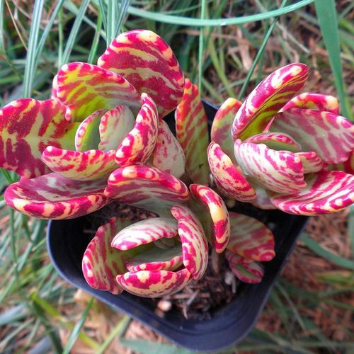 江户紫怎么养，多肉植物江户紫的养护方法？-第4张图片-优品飞百科