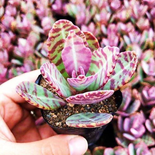 江户紫怎么养，多肉植物江户紫的养护方法？-第5张图片-优品飞百科