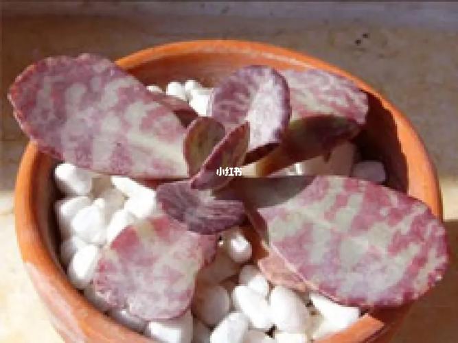 江户紫怎么养，多肉植物江户紫的养护方法？-第6张图片-优品飞百科