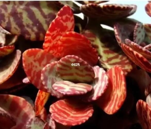 江户紫怎么养，多肉植物江户紫的养护方法？-第7张图片-优品飞百科