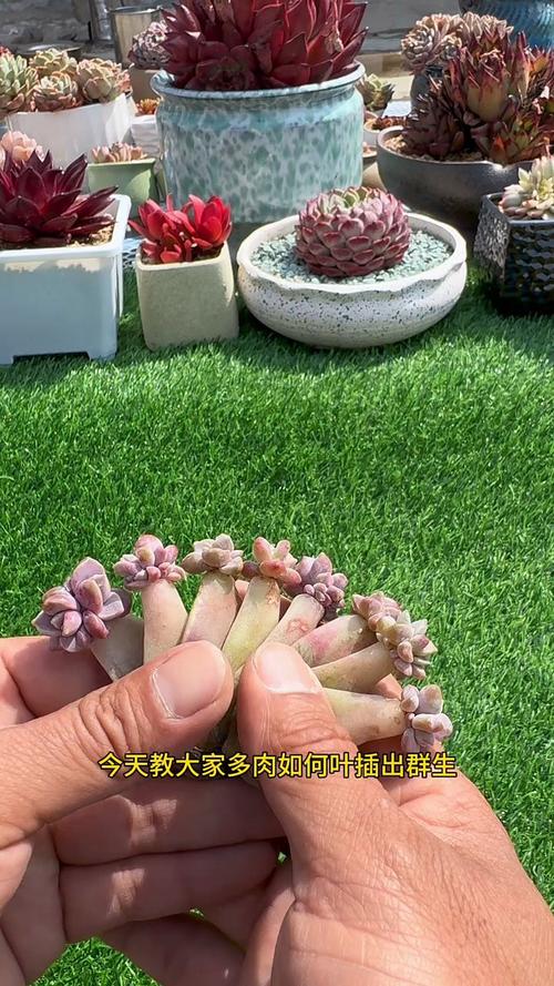 肉多多的多肉植物怎么繁殖，肉多多怎么养活-第2张图片-优品飞百科
