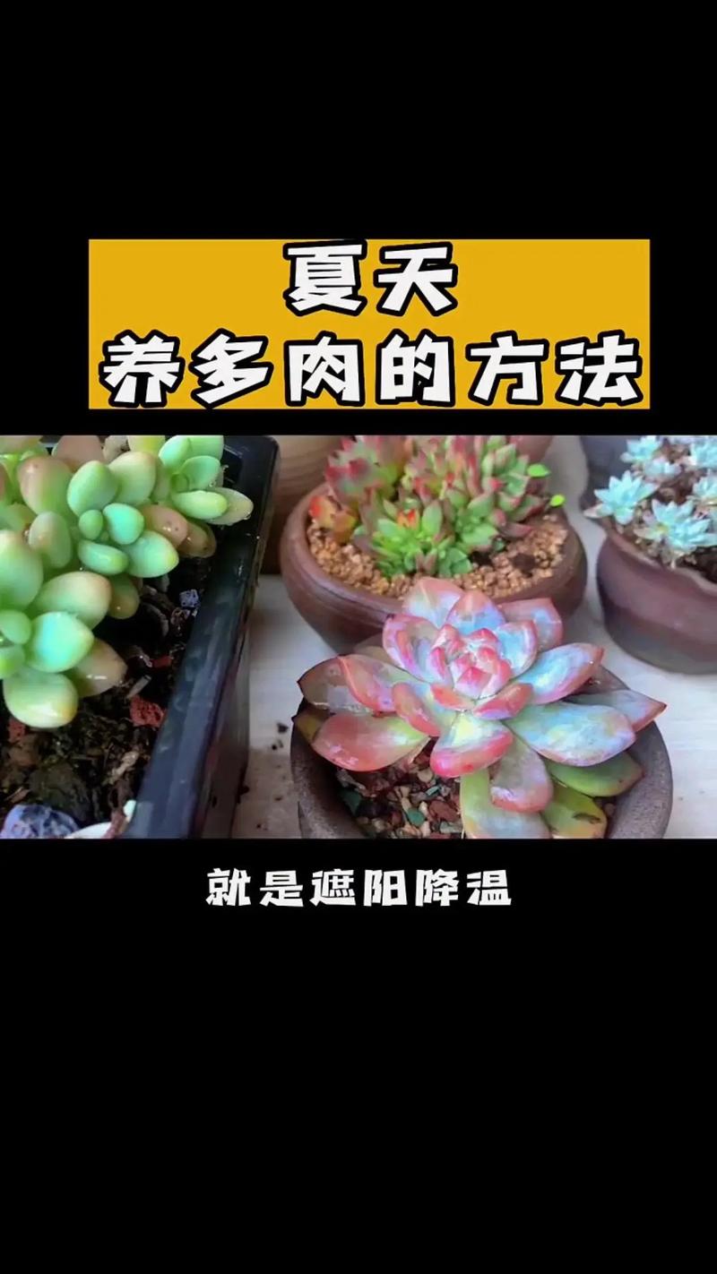 肉多多的多肉植物怎么繁殖，肉多多怎么养活-第3张图片-优品飞百科