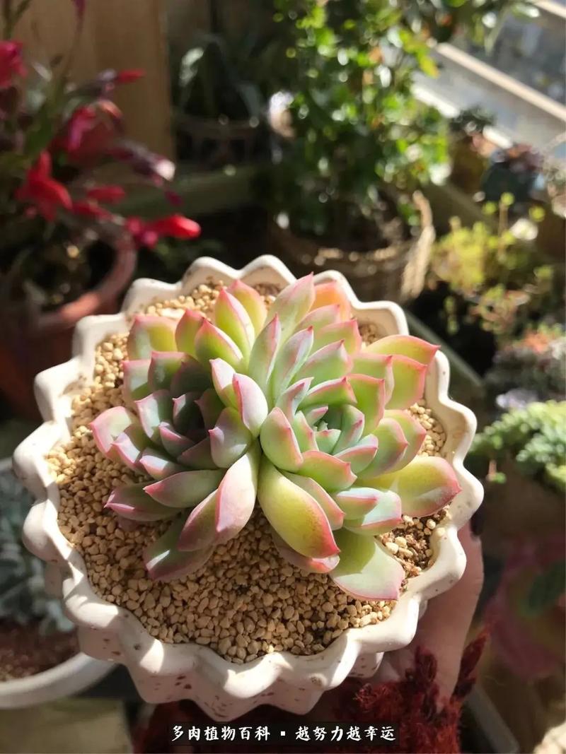 肉多多的多肉植物怎么繁殖，肉多多怎么养活-第4张图片-优品飞百科