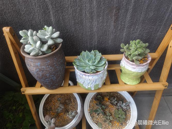 肉多多的多肉植物怎么繁殖，肉多多怎么养活-第7张图片-优品飞百科