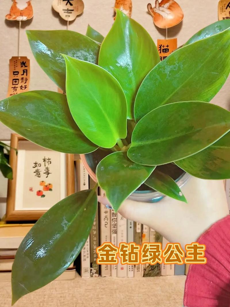 金钻怎么浇水？金钻用什么水浇比较好？-第1张图片-优品飞百科