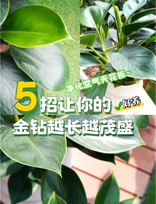 金钻怎么浇水？金钻用什么水浇比较好？-第2张图片-优品飞百科