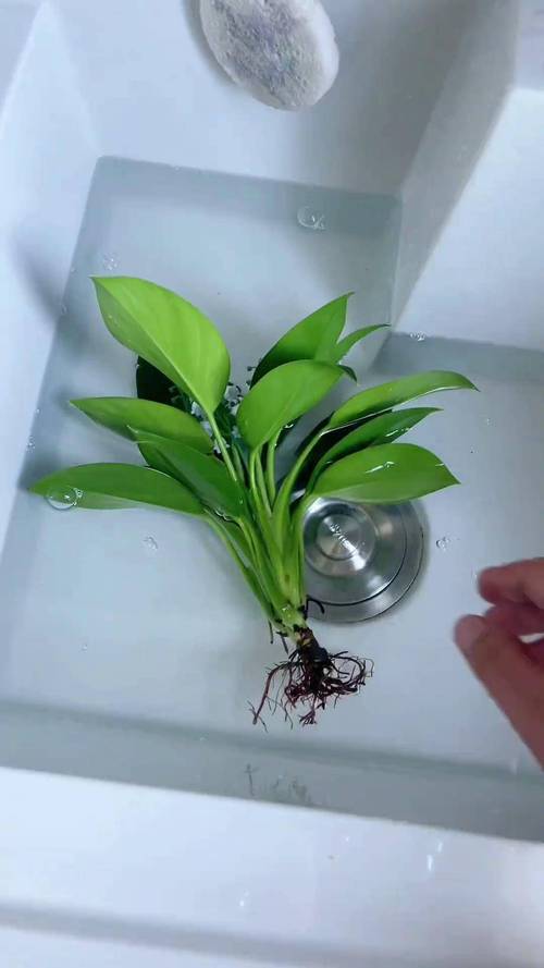 金钻怎么浇水？金钻用什么水浇比较好？-第3张图片-优品飞百科