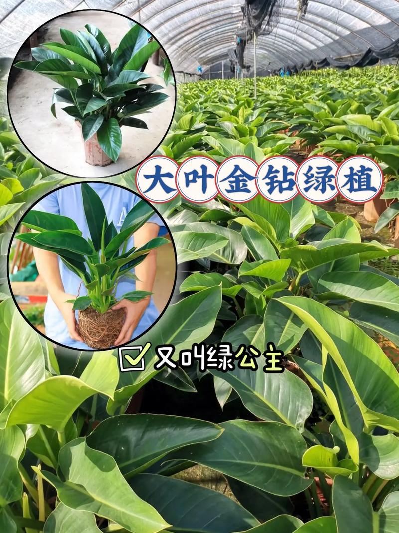 金钻怎么浇水？金钻用什么水浇比较好？-第4张图片-优品飞百科