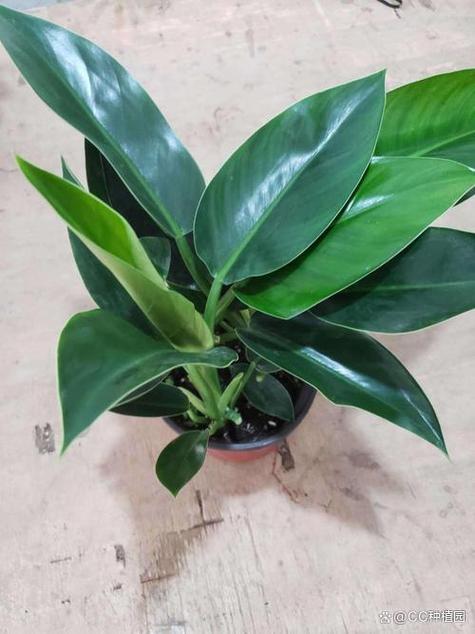 金钻怎么浇水？金钻用什么水浇比较好？-第5张图片-优品飞百科