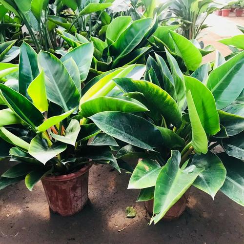 金钻怎么浇水？金钻用什么水浇比较好？-第6张图片-优品飞百科