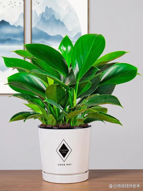 金钻怎么浇水？金钻用什么水浇比较好？-第7张图片-优品飞百科