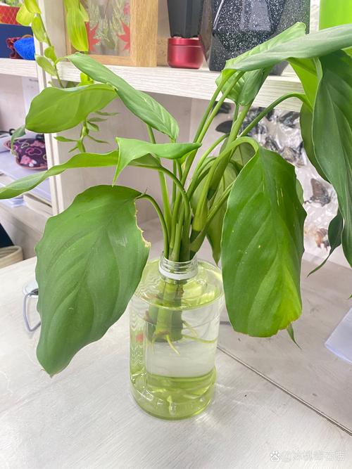 万年青怎么播种，万年青的栽培方式是什么-第1张图片-优品飞百科