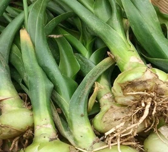 万年青怎么播种，万年青的栽培方式是什么-第3张图片-优品飞百科