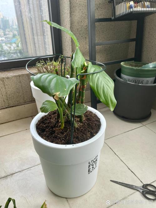 万年青怎么播种，万年青的栽培方式是什么-第4张图片-优品飞百科