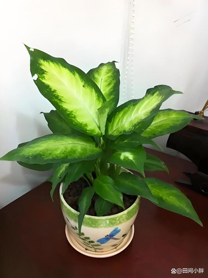 万年青怎么播种，万年青的栽培方式是什么-第5张图片-优品飞百科