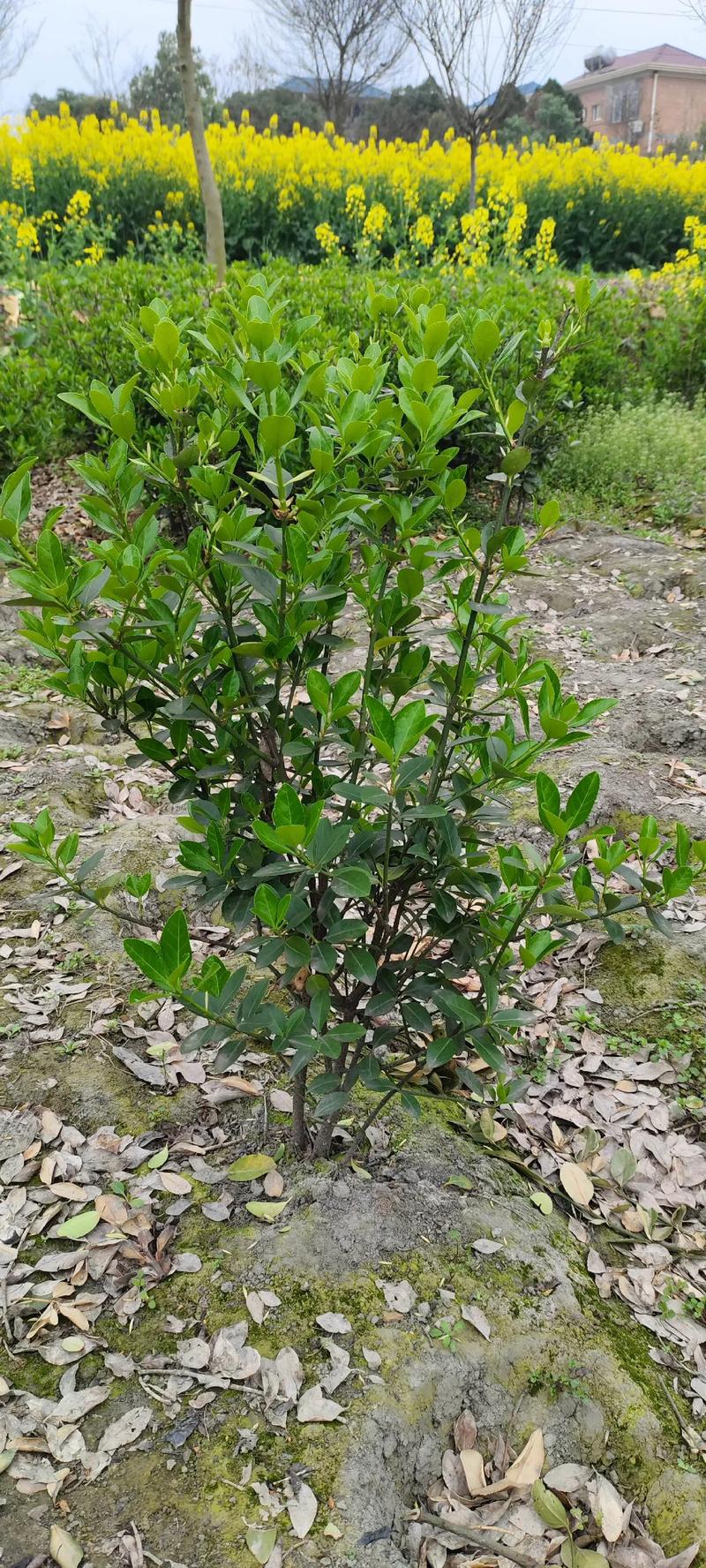 万年青怎么播种，万年青的栽培方式是什么-第7张图片-优品飞百科