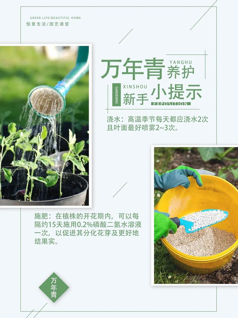 万年青怎么播种，万年青的栽培方式是什么-第8张图片-优品飞百科