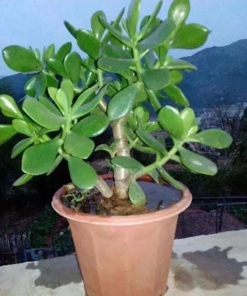 燕子掌怎么修剪成伞形？燕子掌怎么剪枝？-第1张图片-优品飞百科