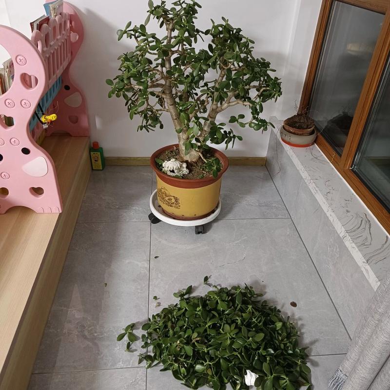 燕子掌怎么修剪成伞形？燕子掌怎么剪枝？-第3张图片-优品飞百科