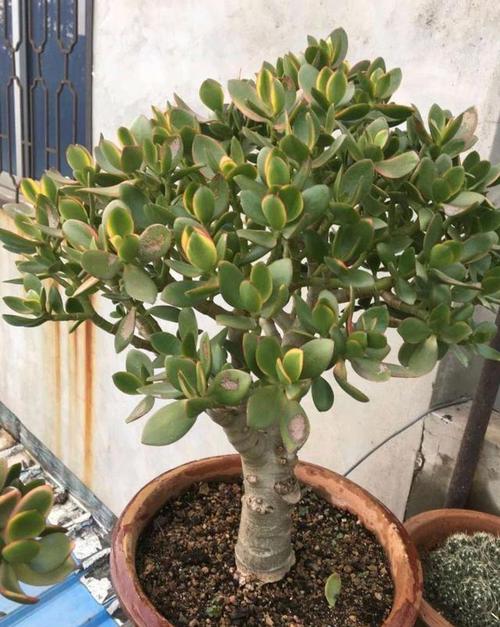 燕子掌怎么修剪成伞形？燕子掌怎么剪枝？-第4张图片-优品飞百科