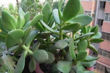 燕子掌怎么修剪成伞形？燕子掌怎么剪枝？-第5张图片-优品飞百科